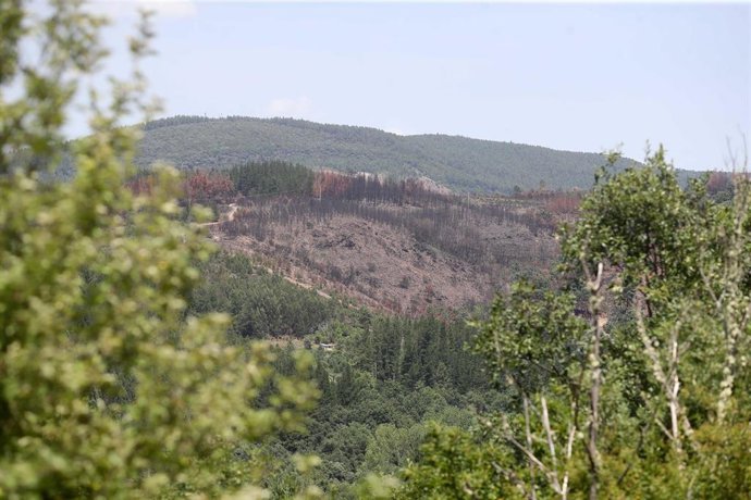 Labores de extinción de un incendio forestal, a 20 de junio de 2026, en San Vicente de Arganza, León, Castilla y León (España). 