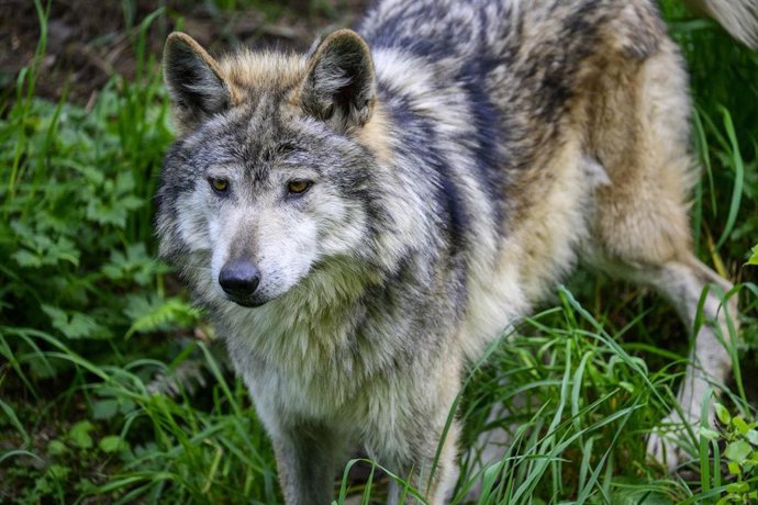 Archivo - Lobo.