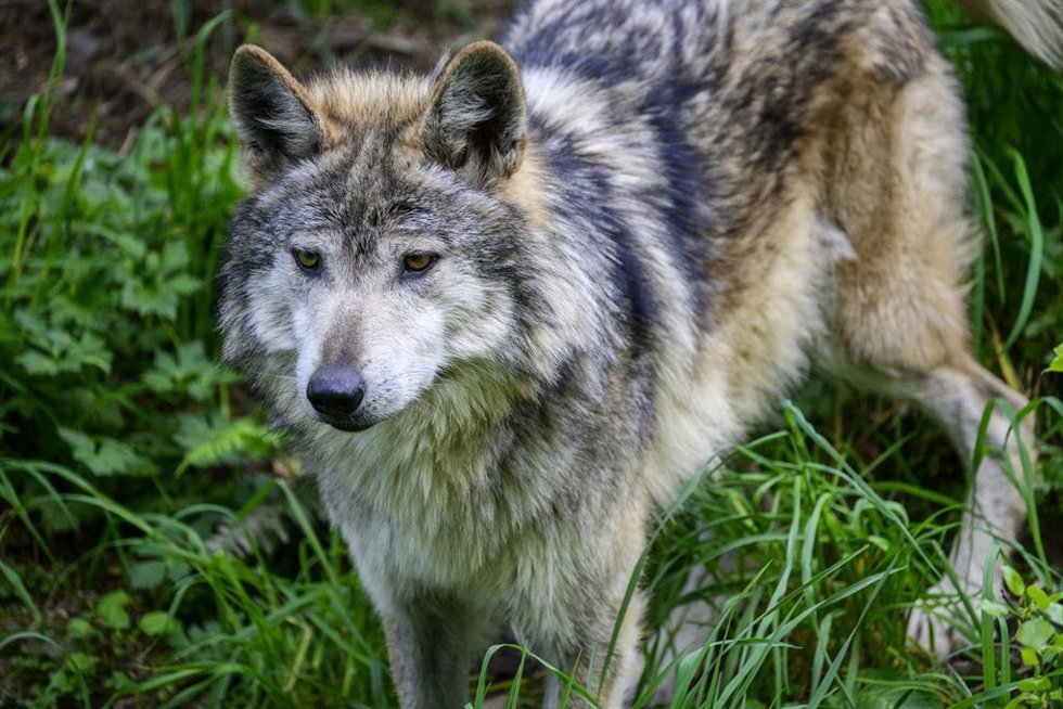 Archivo - Lobo.