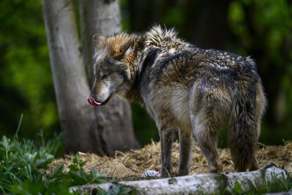 Archivo - Lobo.