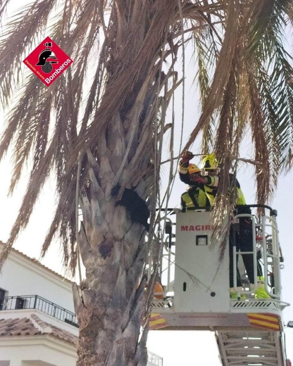 Rescatan a un gato atrapado arriba de una palmera en Jacarilla
