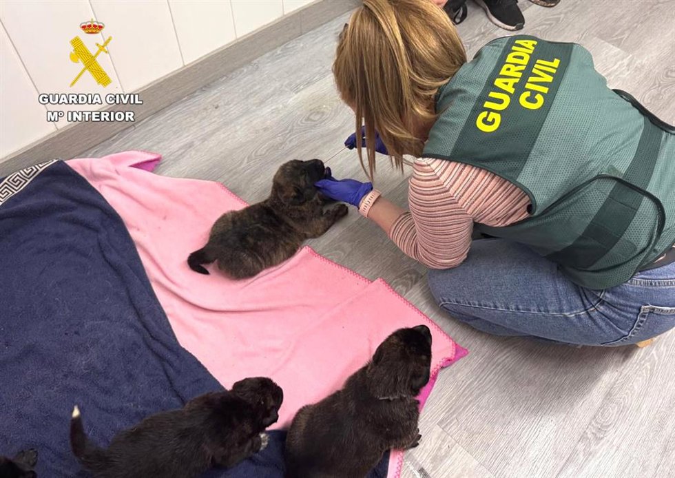 Pruebas de ADN a los cachorros abandonados