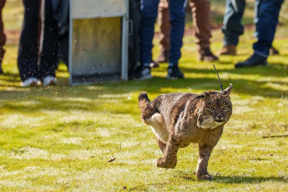 Archivo - imagen de archivo de la suelta de un lince Ibérico el pasado diciembre en Adamuz (Córdoba).