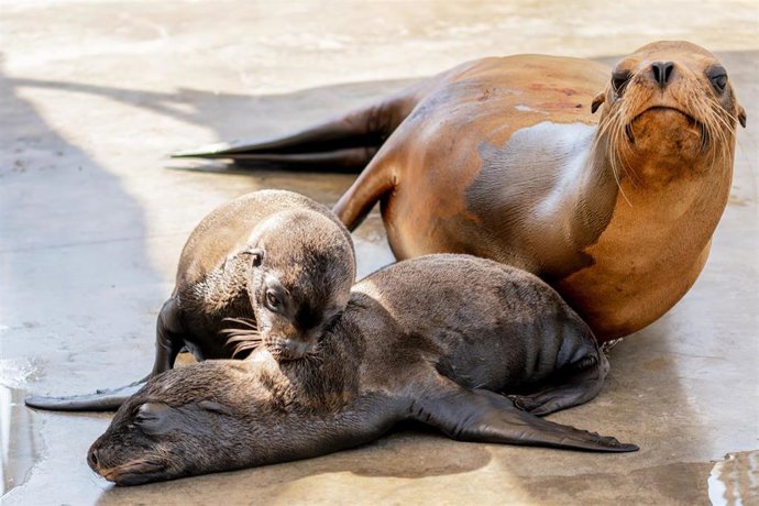 Los mellizos junto a su madre en l'Oceanogràfic