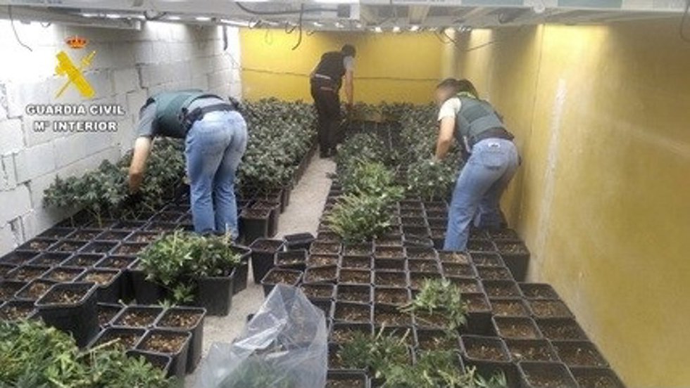 Incautadas 6.376 plantas tras cinco operaciones contra el cultivo de marihuana en una semana