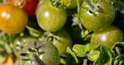 EpAgro - Agricultura
