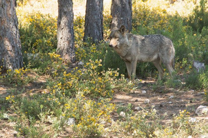 Lobo