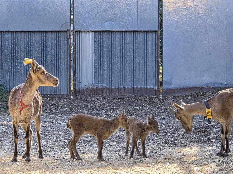 Cabras monteses obtenidas mediante fecundación in vitro