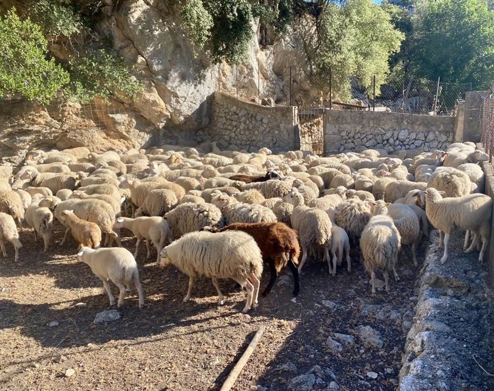 Rebaño de ovejas en el cercado de una finca agrícola.