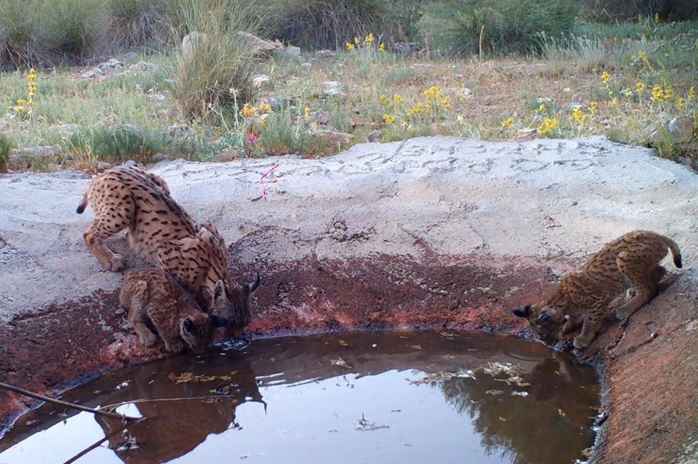 Cachorros de lince.