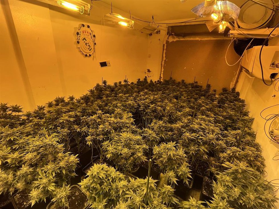 Archivo - Imagen de archivo de una plantación de marihuana.