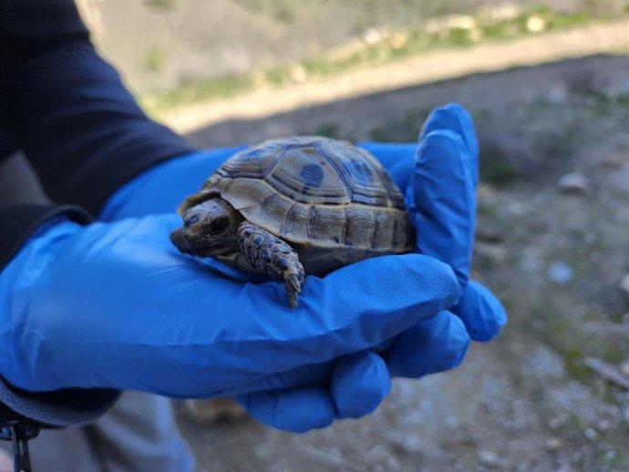 Estudi tortuga mora