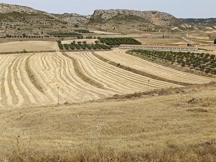 Campo de cultivo de cereal en Jaulín.