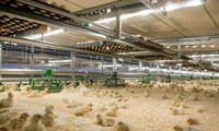 Confirmados cuatro casos de enfermedad de Newcastle en cuatro granjas de la provincia de Valladolid que suma cinco
