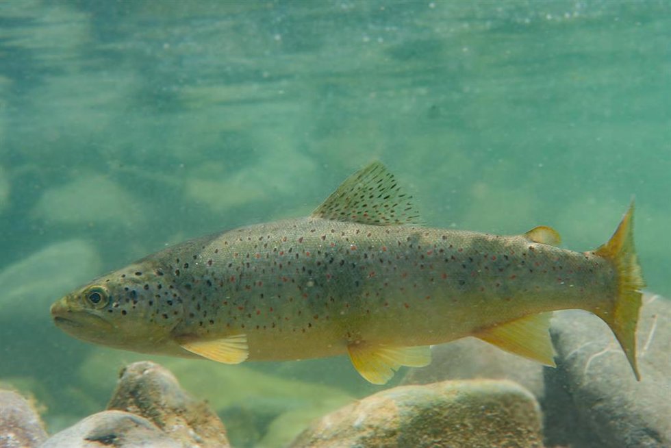 Una trucha en el río