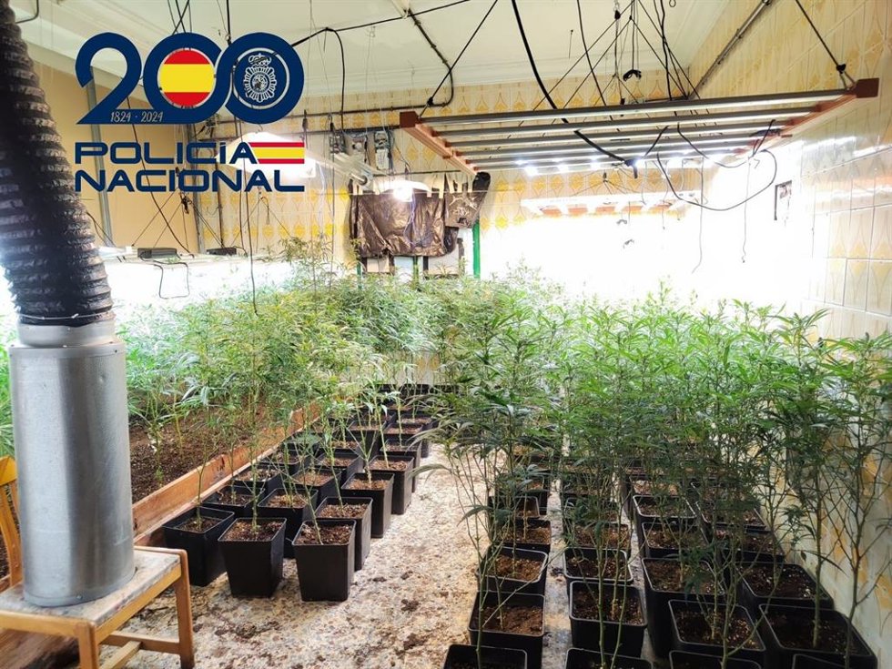 Plantación indoor de marihuana en Huelva capital.