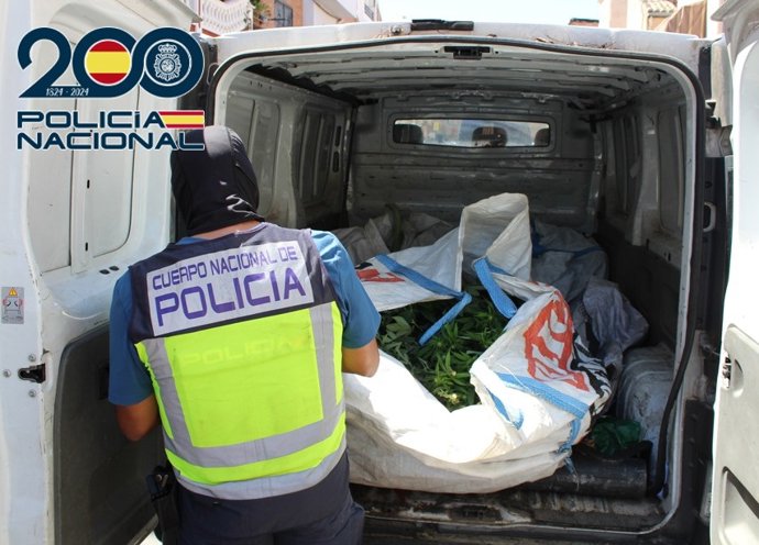 Desmantelados tres pisos en la capital con más de 800 plantas de marihuana en cultivos de interior