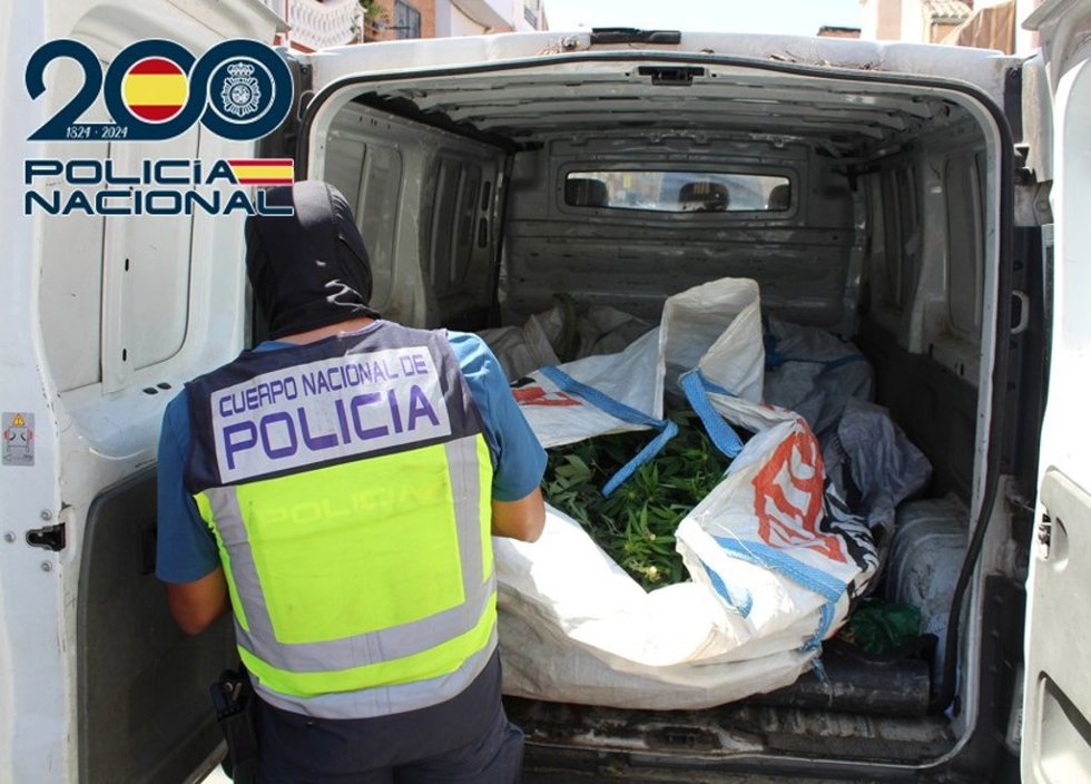 Desmantelados tres pisos en la capital con más de 800 plantas de marihuana en cultivos de interior