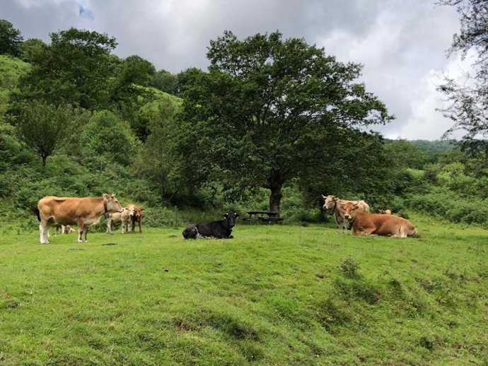Archivo - Vacas Cantabria