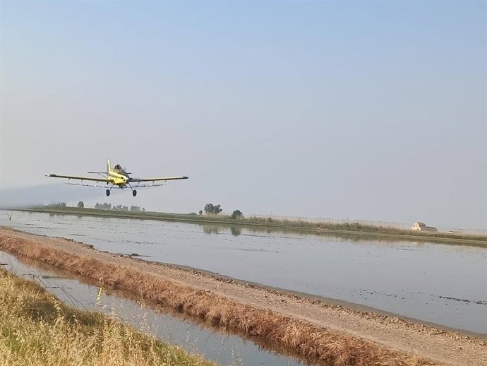 Foto de una avioneta en labores de tratamiento contra el mosquito Culex, que podría transmitir el Virus del Nilo, sobre arrozales del bajo Guadalquivir