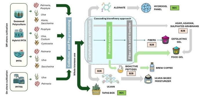Proyecto europeo SALINA, una iniciativa financiada en el marco de Horizon Europe y de la Circular Bio-based Europe Joint Undertaking, de nuevos sistemas de cultivo y aprovechamiento sostenible de macroalgas.
