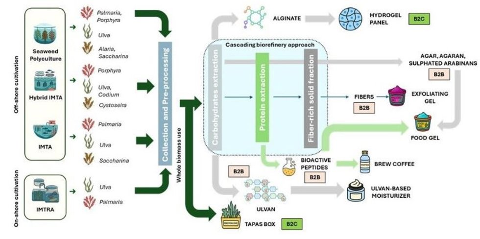 Proyecto europeo SALINA, una iniciativa financiada en el marco de Horizon Europe y de la Circular Bio-based Europe Joint Undertaking, de nuevos sistemas de cultivo y aprovechamiento sostenible de macroalgas.
