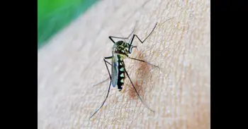 Sanidad declara Pulpí (Almería) como área en alerta por virus del Nilo occidental
