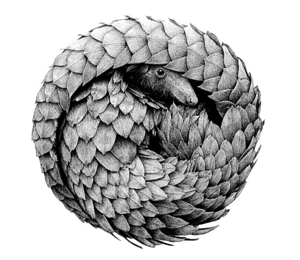 Pangolín, de Raquel Reis Silva, trabajo galardonado en el 13er Premio ‘Illustraciencia’, en la categoría Ilustración Naturalista.