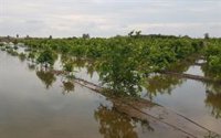 Ava-Asaja exige a la Generalitat "consensuar" los parques inundables con el sector agrario: "Que se sienten y escuchen"