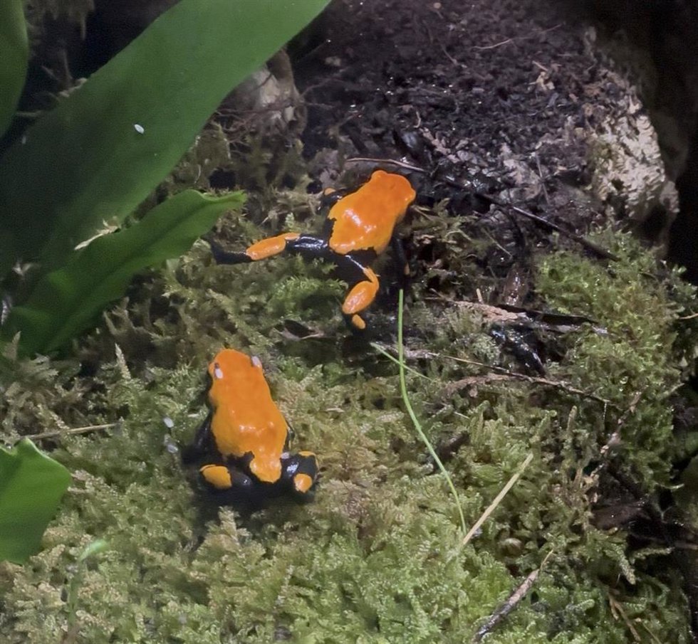 FOTO Cabárceno incorpora dos especies de ranas amazónicas venenosas a su reptilario