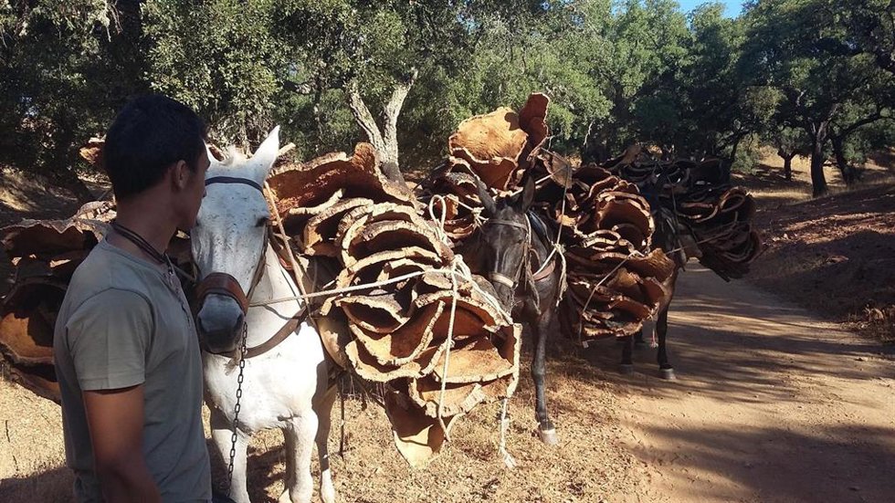 Archivo - Paños de corcho transportados a lomos de mulos en Sierra Morena.