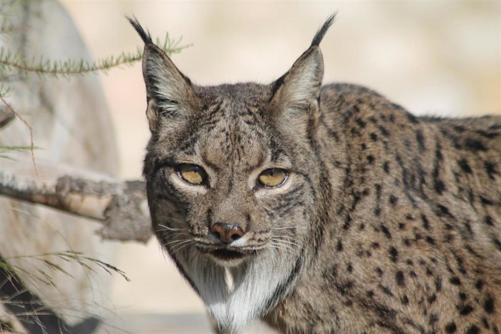 Archivo - El lince ibérico Brisa