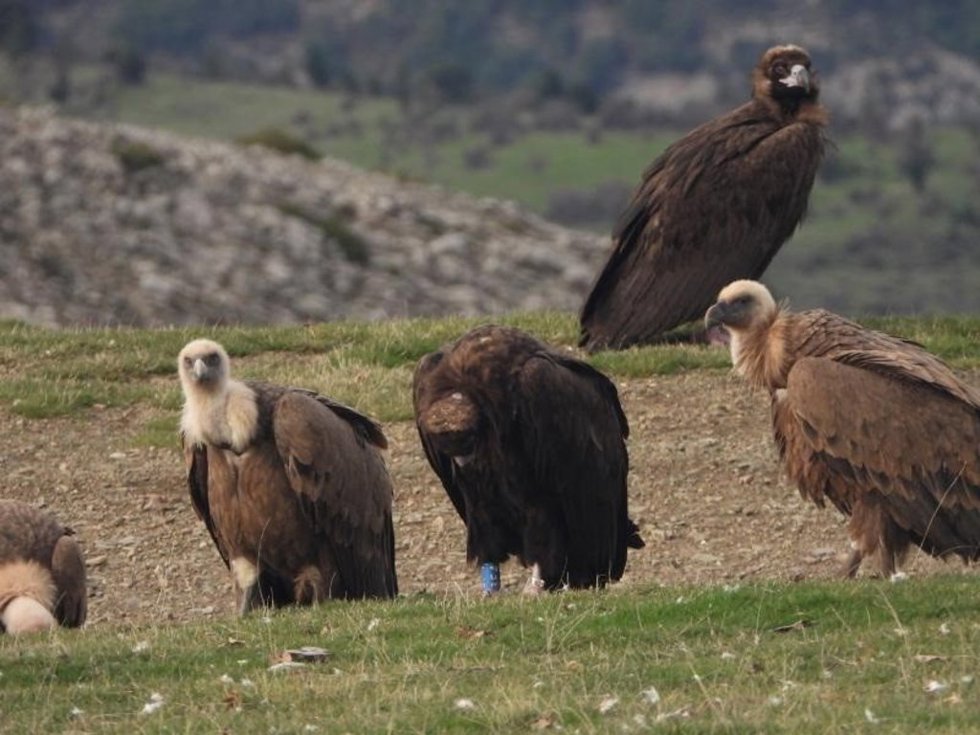 La Rioja organiza una jornada de observación del buitre negro en el Alto Najerilla y un recorrido por Sierra Cebollera