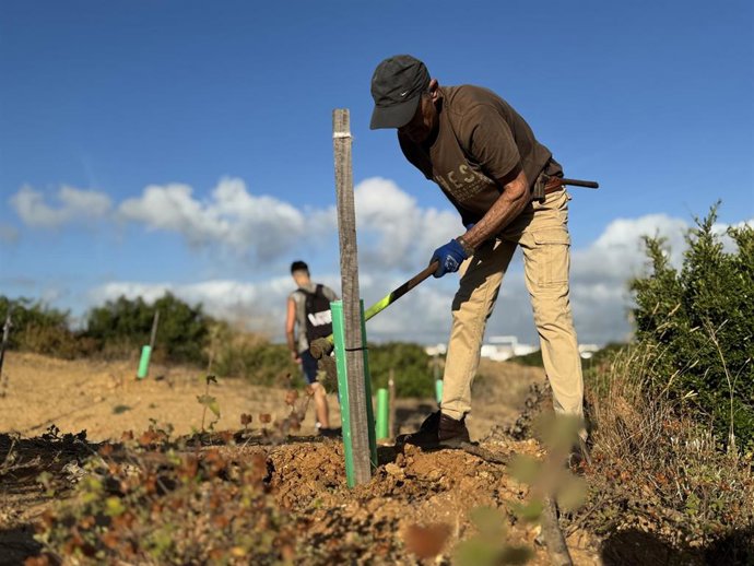 Un voluntario participa en la primera jornada de riego de los plantones reforestados en el parque de Las Canteras, un pinar de Puerto Real que sufrió un importante incendio en agosto de 2023.