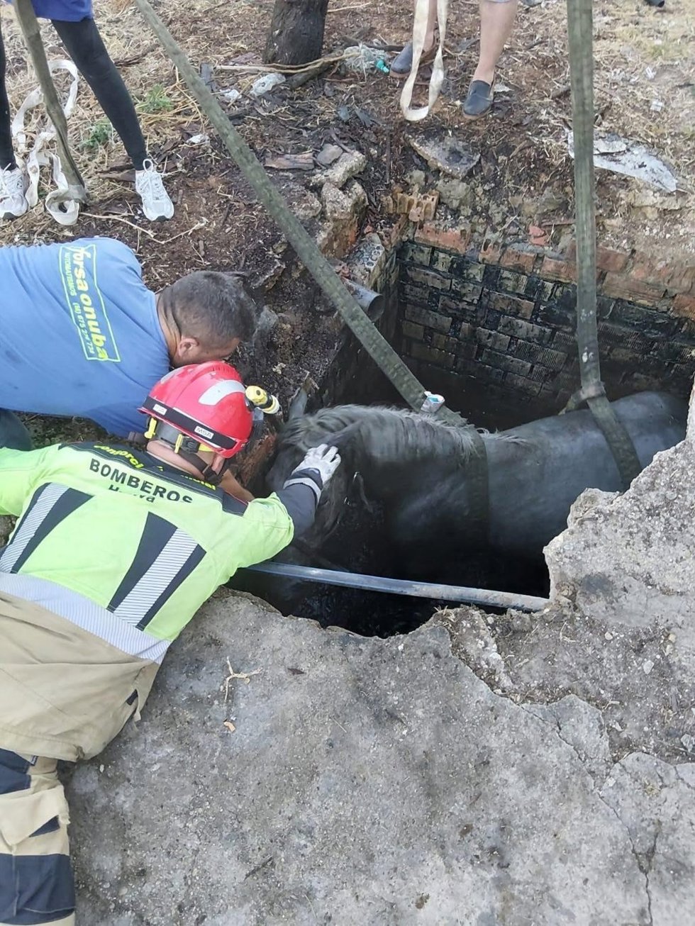Efectivos del Consorcio Provincial de Bomberos de Huelva durante el rescate de un caballo que cayó a una fosa séptica en Moguer.