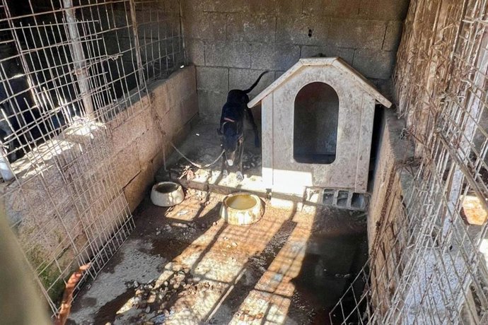 Perro en estado de abandono localizado en una finca en Tenerife