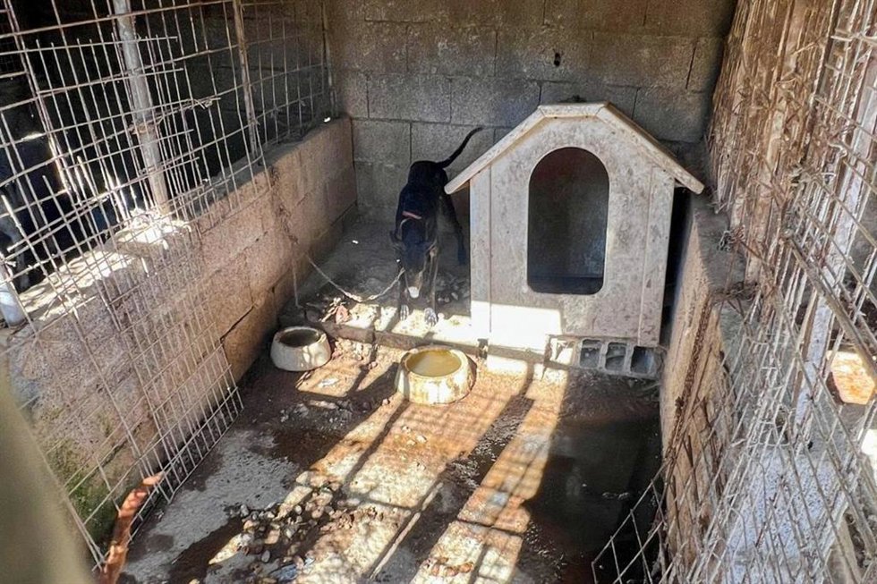 Perro en estado de abandono localizado en una finca en Tenerife