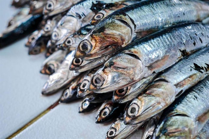 Perú.- Produce autoriza segunda temporada de pesca de anchoveta en zona sur desde el 1 de julio