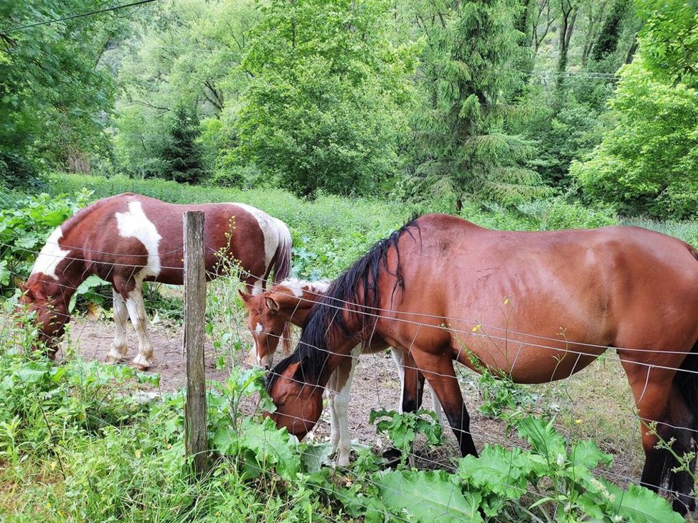 Archivo - Caballos