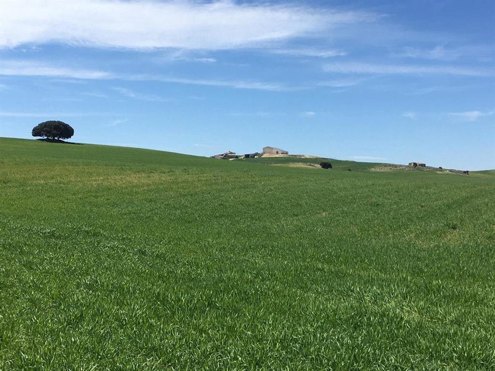 Cultivo de cereal en la comarca de Los Vélez, en Almería.