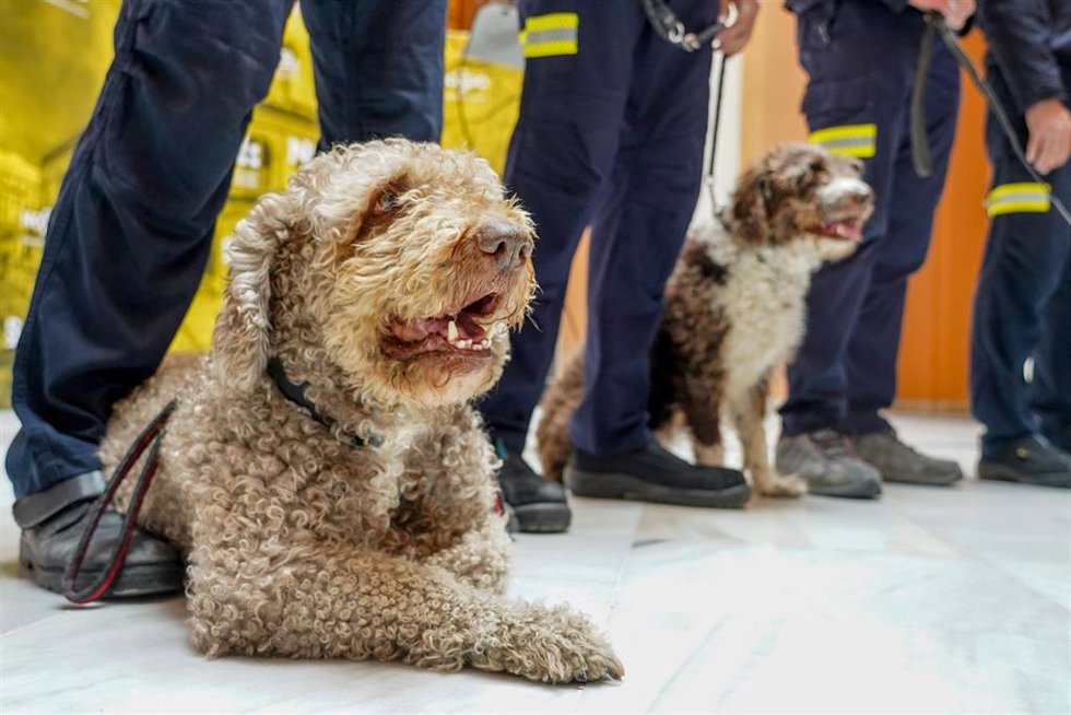 Archivo - Uno de los perros de la Unidad Canina de Rescate de Bomberos de Sevilla que participaron en labores de auxilio tras el último terremoto de Turquía