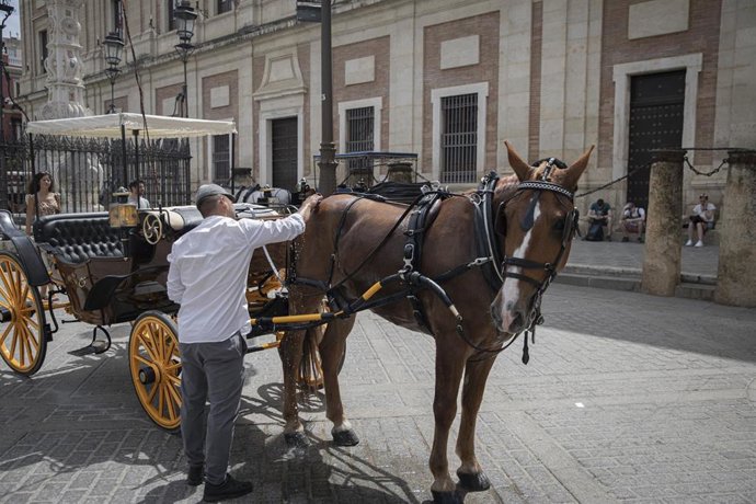 Archivo - Un cochero refresca a su caballo en Sevilla. Imagen de archivo.