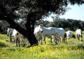 Andalucía convoca ayudas por cinco millones de euros para la conservación de recursos genéticos en la ganadería