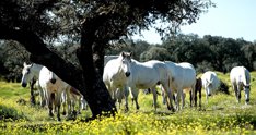Es Andalucía - Sevilla