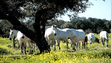 Es Andalucía - Sevilla
