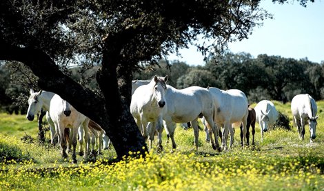 Es Andalucía - Sevilla
