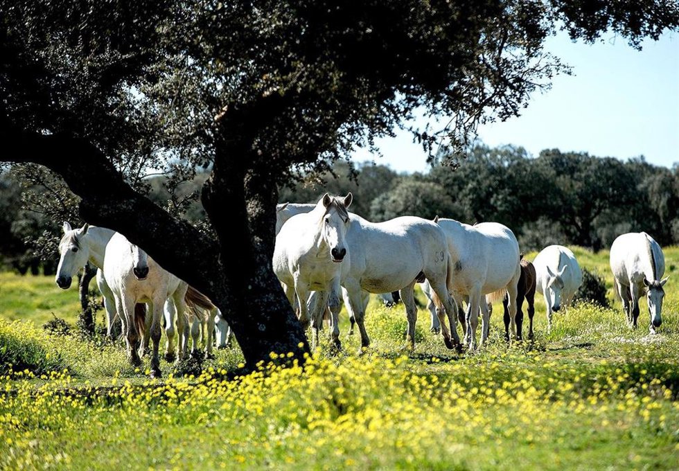 Imagen de caballos de raza en el campo.