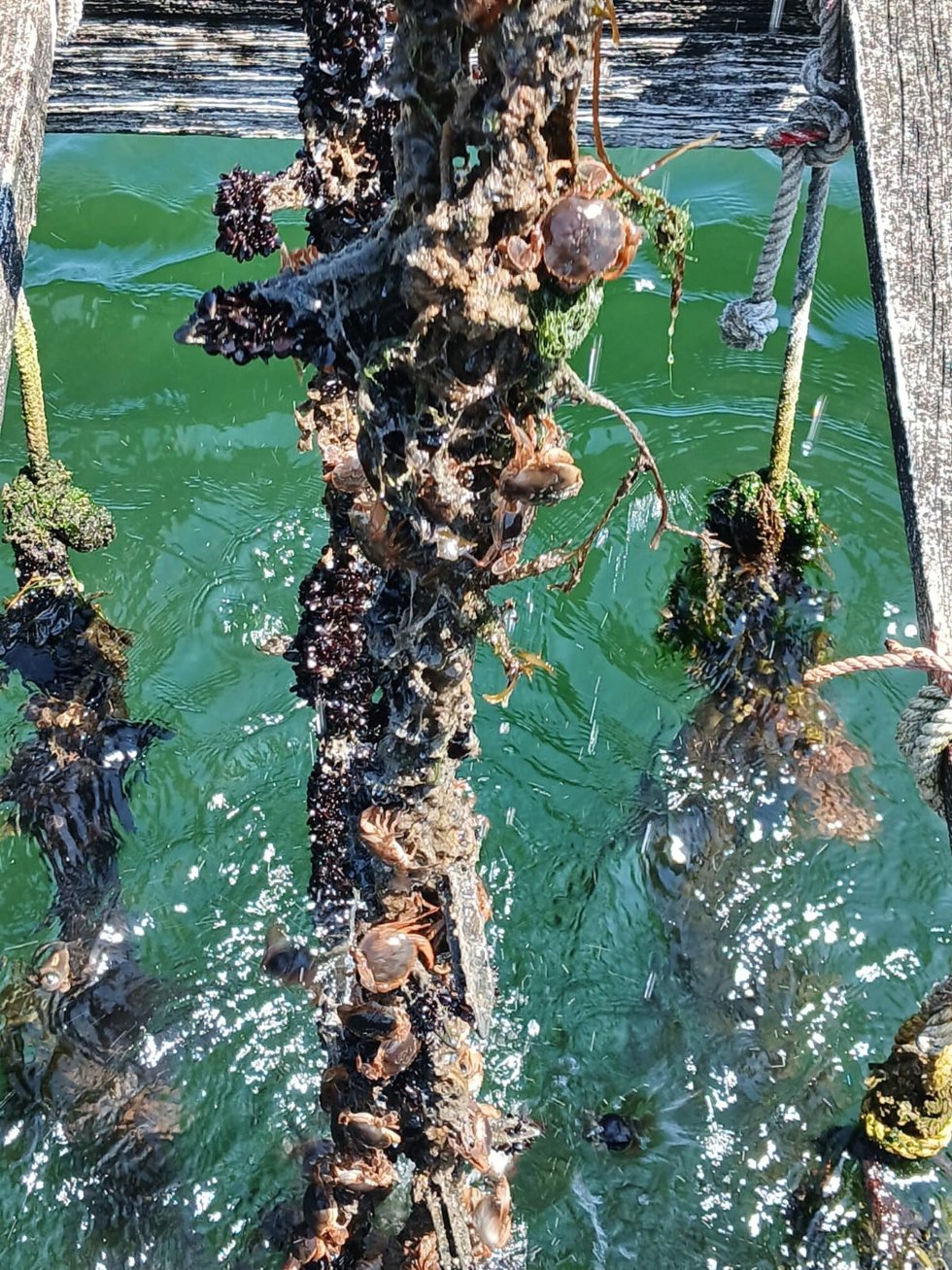 Especies de patuxo en las bateas