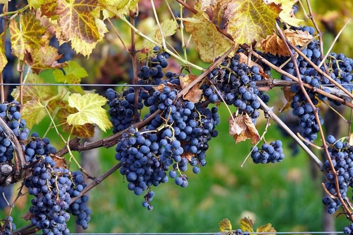 Archivo - Imagen de unas uvas
