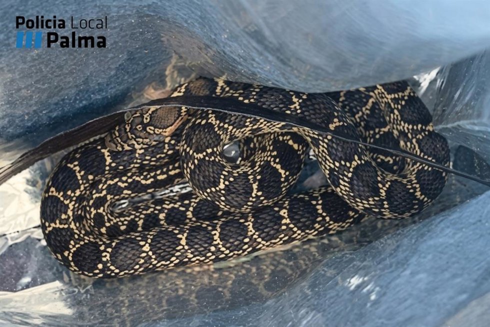 Serpiente capturada en una vivienda de Palma.